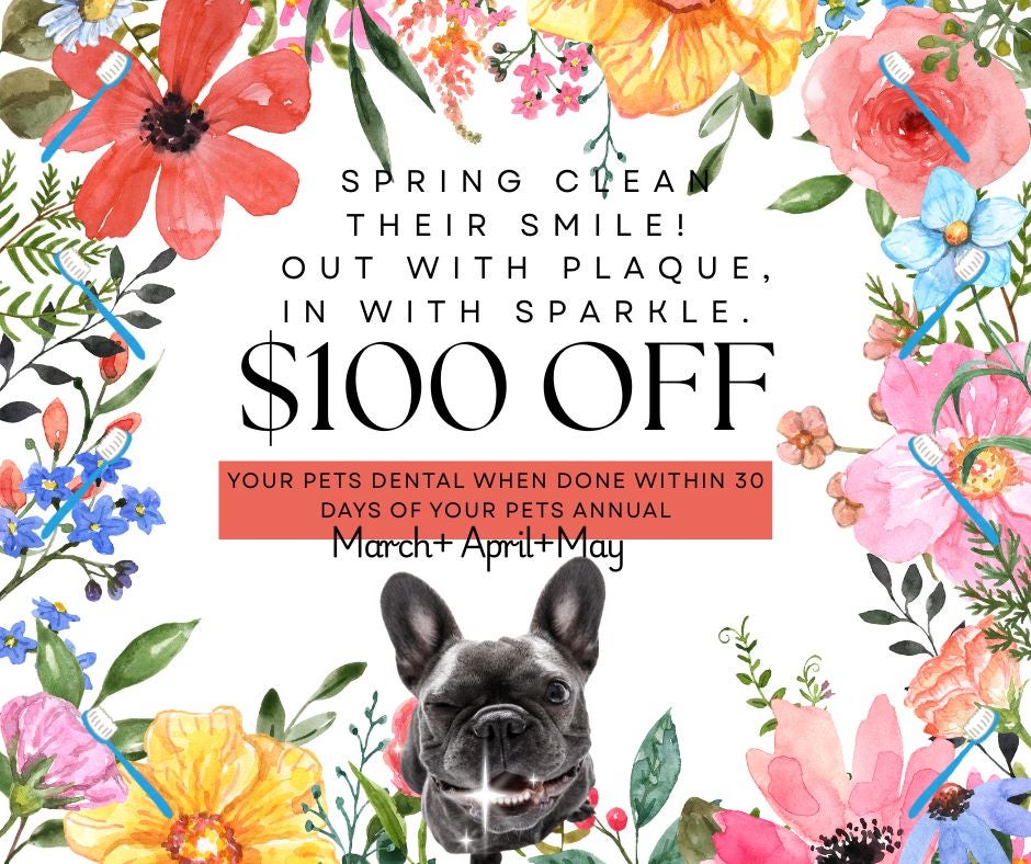 frenchie picture with $100 off dental
