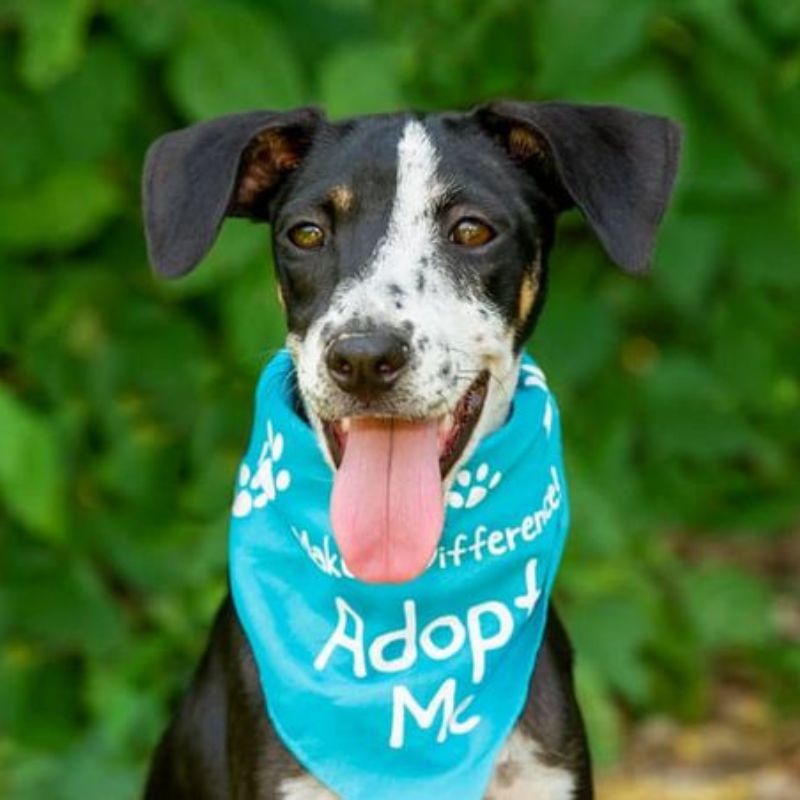 dog adoptions get free exam at Markham woods animal hospital in Longwood florida