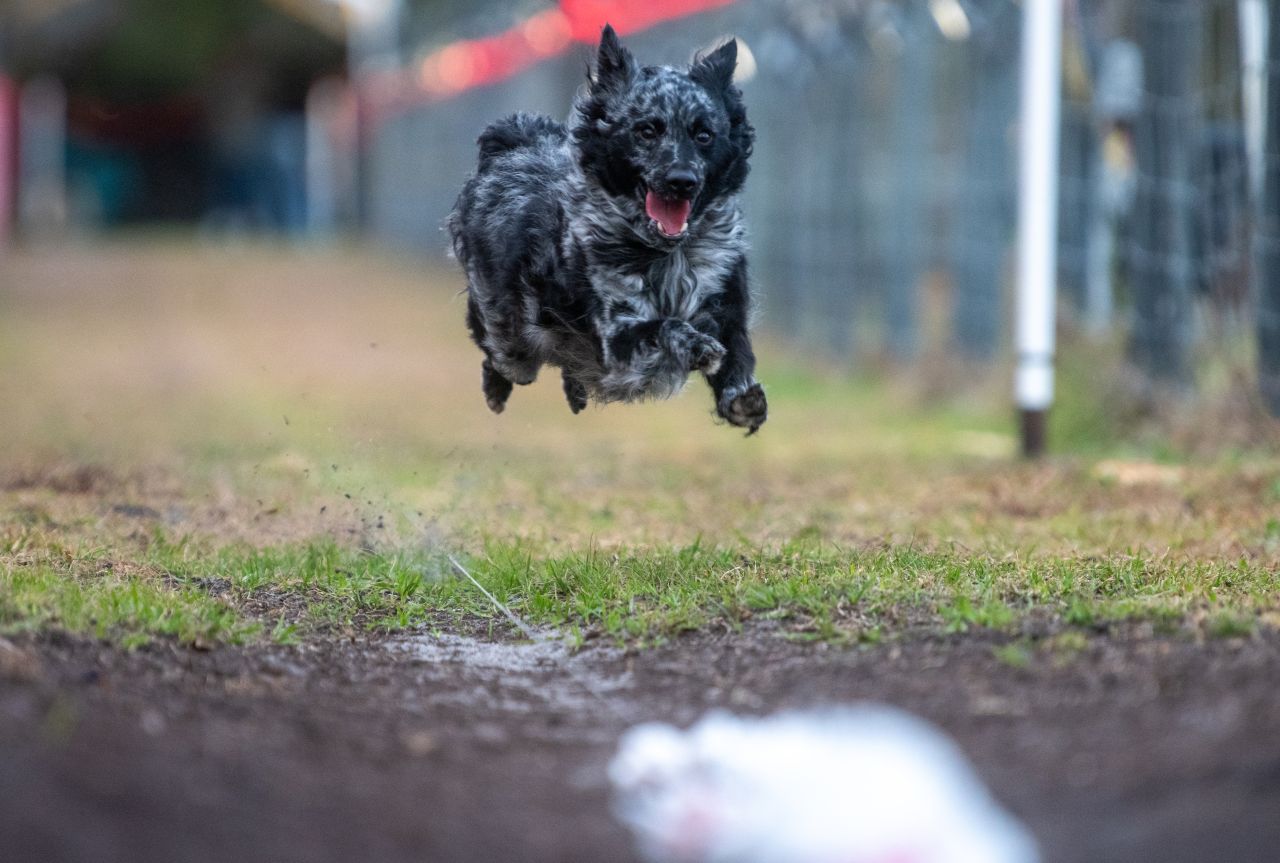 Grim chasing the bunny