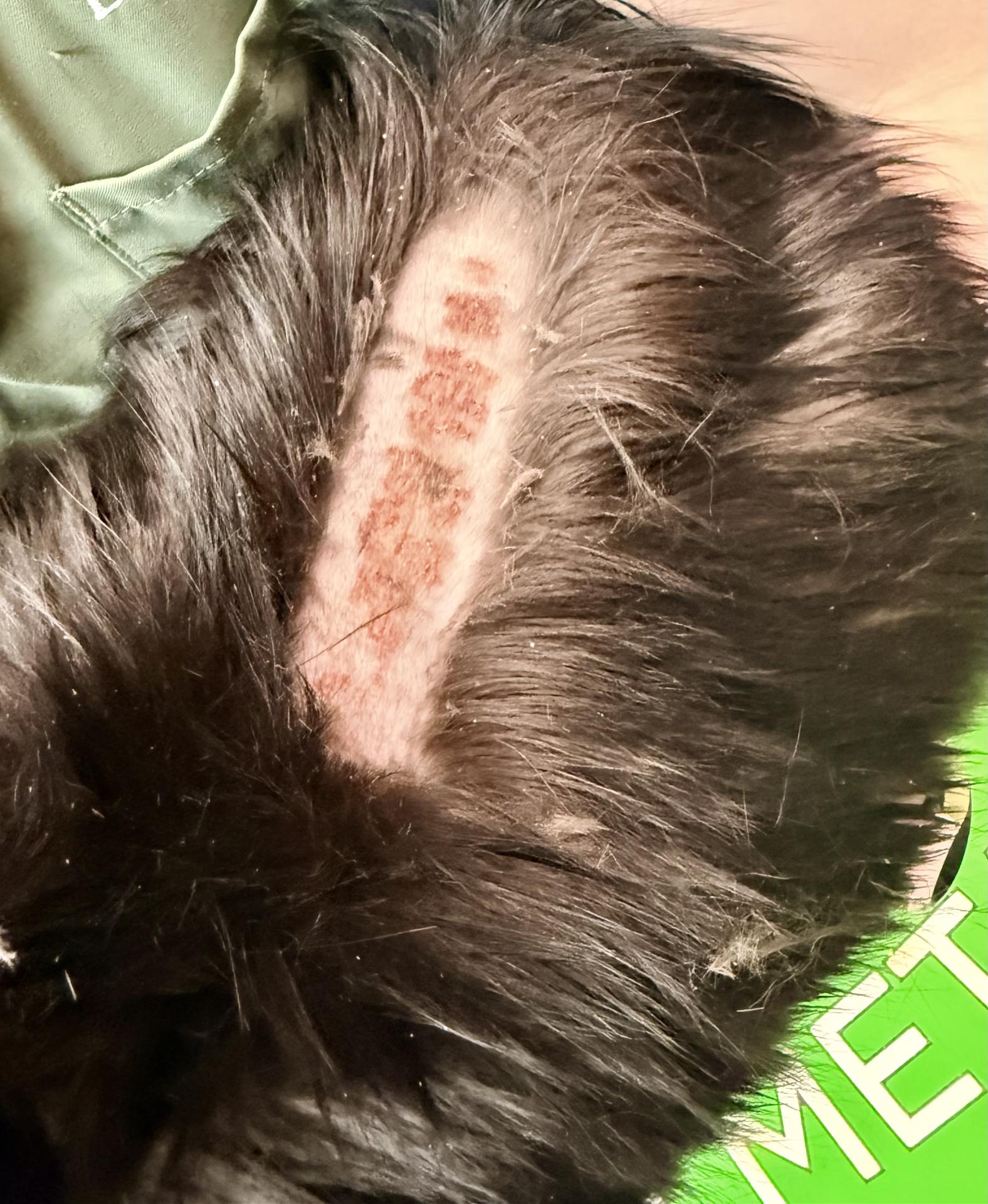 FAD irritation on a cats back