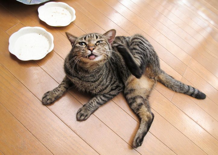 cat scratching ear