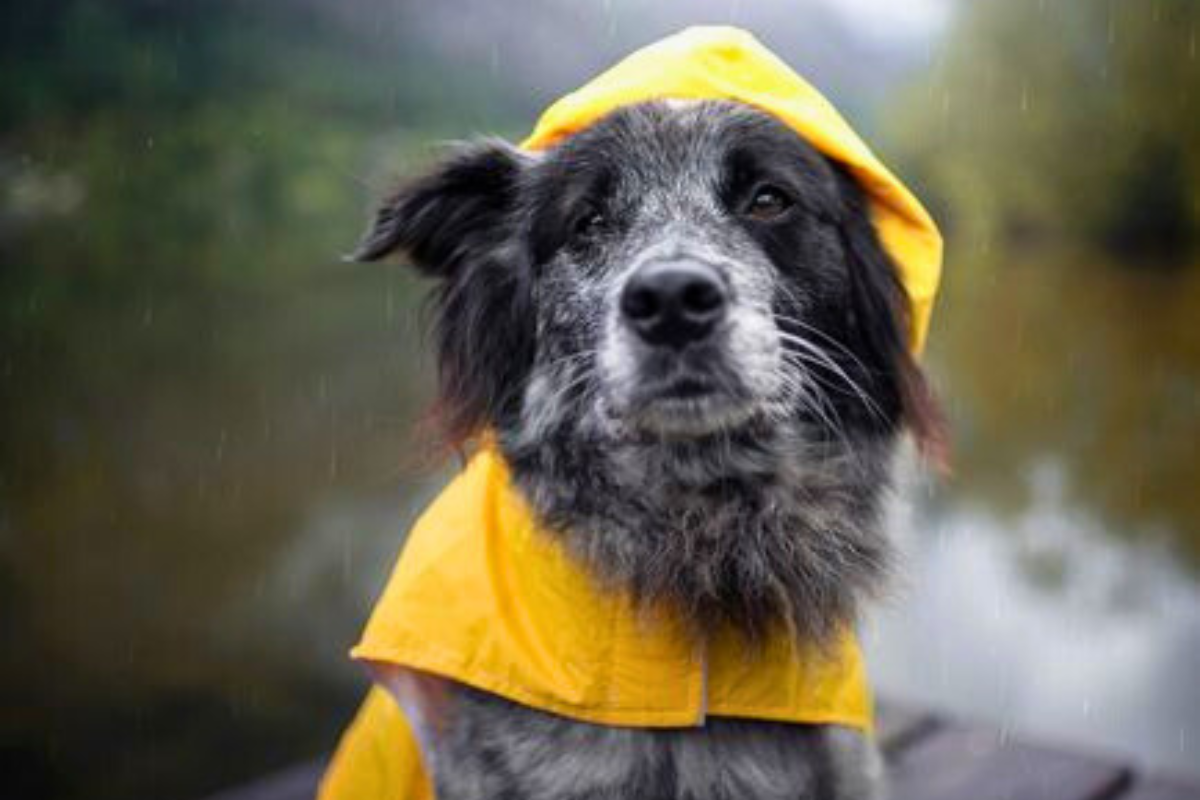 dog wearing a rain coat