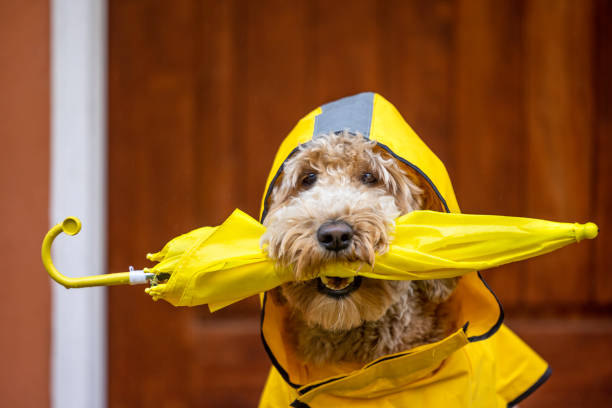 Dog holding an umbrella in his mouth ready for rain