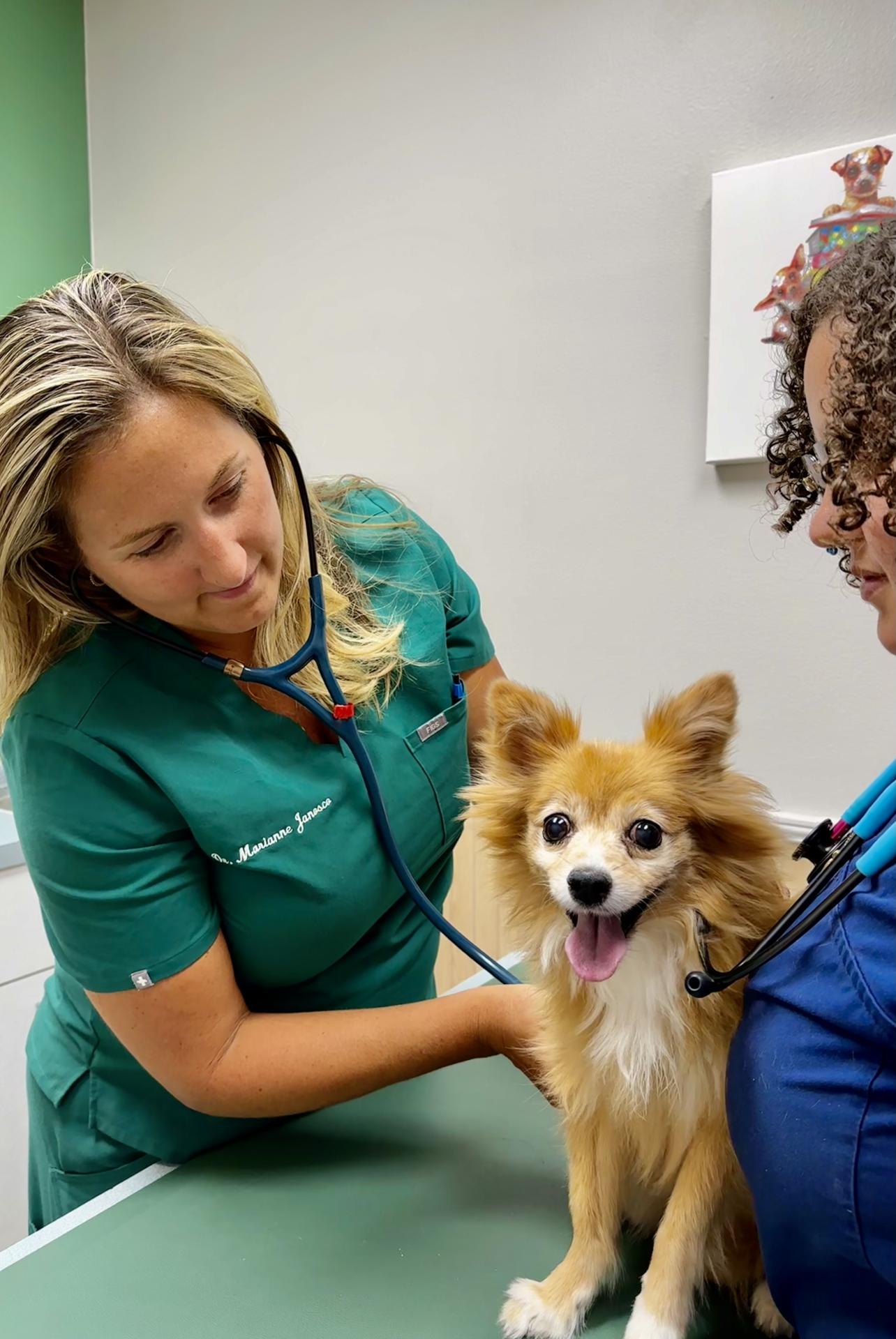 Caring for pets at Markham Woods Animal Hospital