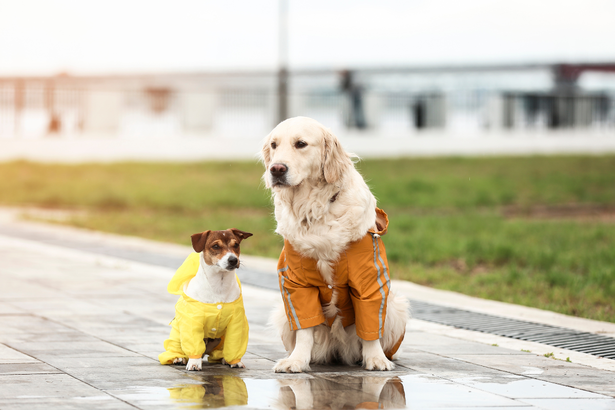 dogs in the rain