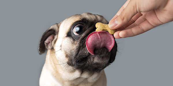 Pugs love cookies